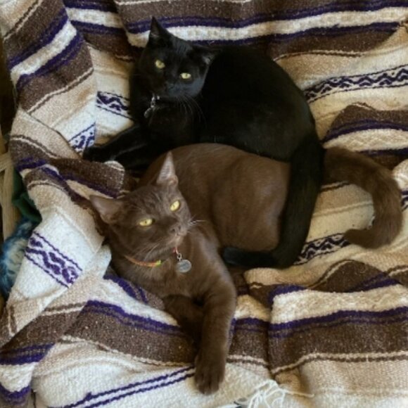 Cat-Friendly Home >^..^< A Cat Lady's Tribute To Her Past & Present Fur-Babies - Picture 7 of 7